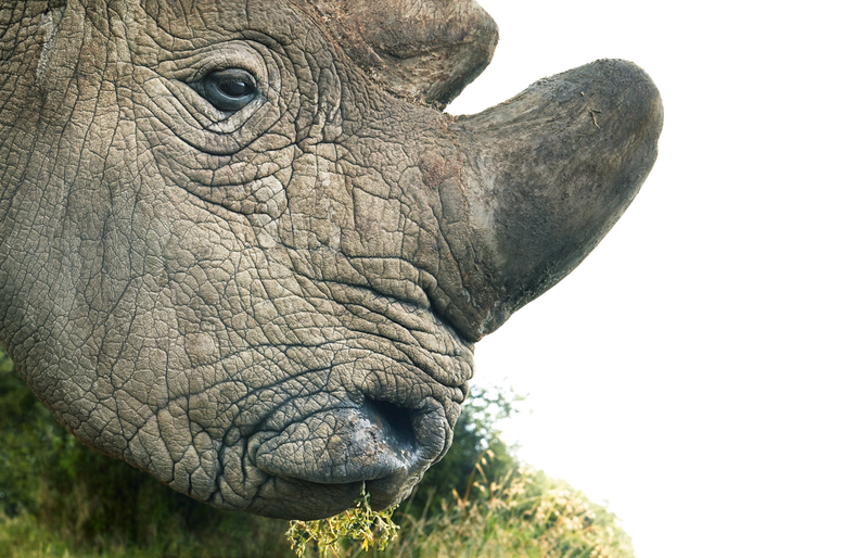 Image: Tim Flach
